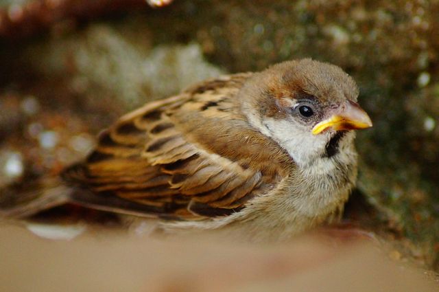 Close-up of a young sparrow chick perched on the ground, highlighting its brown and grey feathers. Suitable for use in nature photography collections, educational material about birds, or posters related to wildlife conservation.
