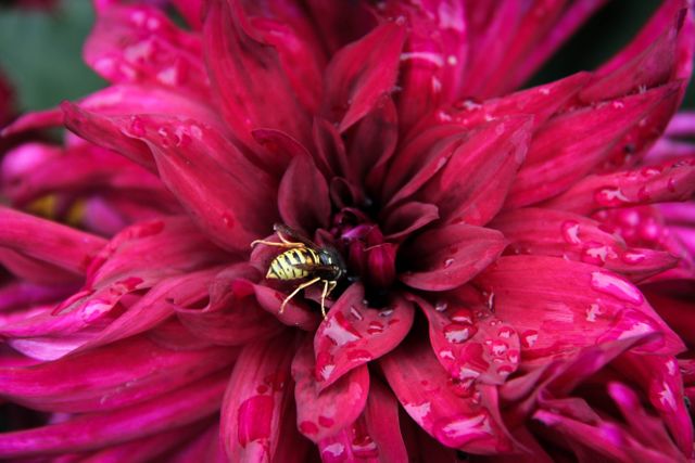Flower Pink Petal - Download Free Stock Photos Pikwizard.com