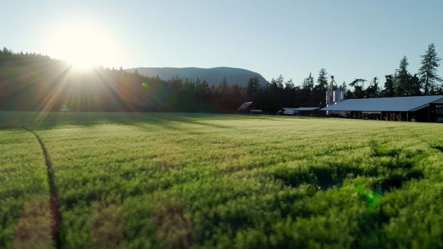 Bright sunrise over a farm field filled with green crops and buildings with silos in the background. Ideal for articles or posts about sustainable farming, the beauty of rural life, and the agricultural industry.