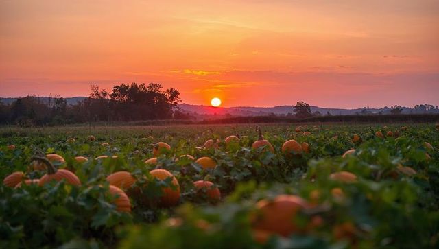 Sunset Pumpkin Patch on Rolling Hills with Glowing Orange Harvest Vines