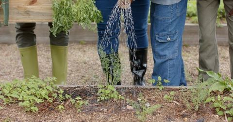 Diverse family watering and harvesting carrots at raised garden bed wearing rubber boots