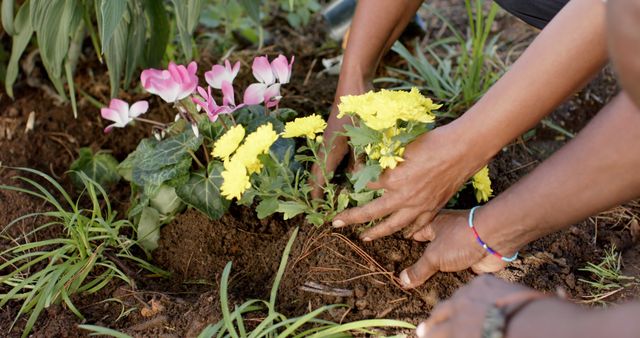 Depicts close-up of hands planting yellow chrysanthemums and pink cyclamen in soil. Useful for crop and backyard gardening themes, teamwork, horticulture guides, and seasonal gardening projects.