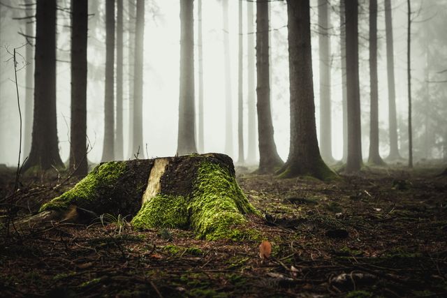 Moss-covered tree stump and towering misty trees create a moody, tranquil atmosphere. Ideal for nature photography, environmental campaigns, backgrounds for design projects, and inspiring outdoor adventure themes.