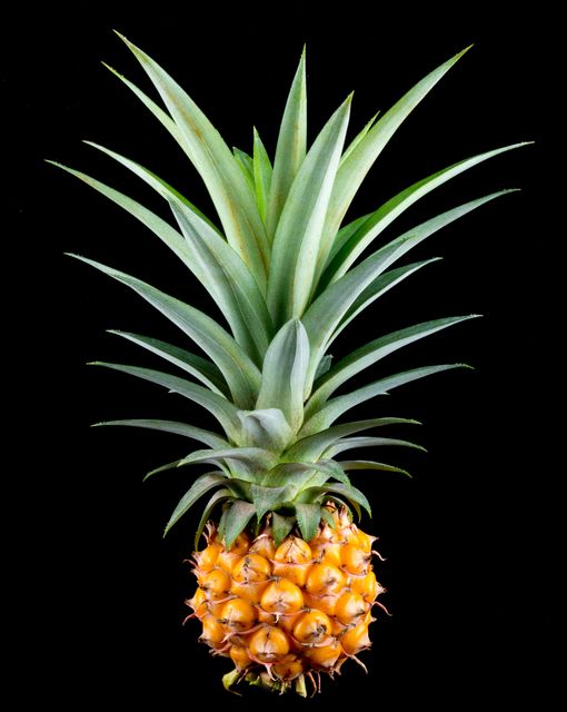 Depicts ripe pineapple with vibrant green leaves against black background. Ideal for food packaging, grocery store advertisements, healthy eating campaigns, tropical themed designs, menu covers.