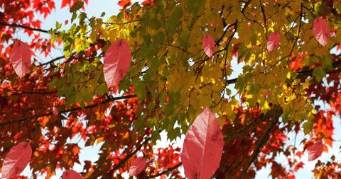 Vibrant Autumn Leaves Falling Against Clear Sky - Download Free Stock Images Pikwizard.com