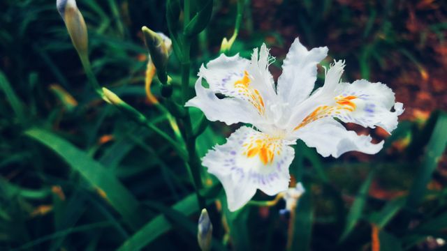 Close-up of a single white iris flower in full bloom with distinct yellow and purple details on the petals, set against a blurred green foliage background. Ideal for use in gardening blogs, floral magazines, nature-themed designs, and botanical studies.