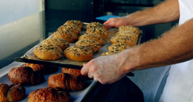 Baker preparing fresh bread rolls with seeds and croissants, carefully placing them on trays. Useful for depicting bakery activities, fresh baked goods, culinary arts, and preparation of pastries and bread products.