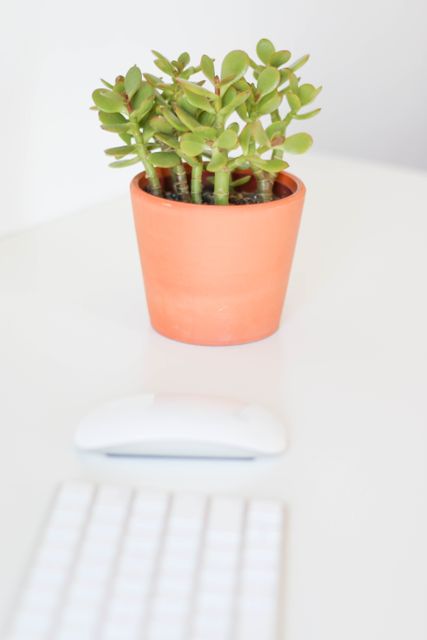 Small succulent plant in terracotta pot on white desk with wireless keyboard and mouse in soft focus. Ideal for illustrating clean and modern office design, minimalism in work spaces, and desk decor. Suitable for blog posts, articles about office organization, and promotional material for modern office supplies.