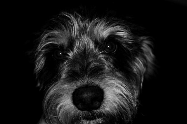 This black and white portrait shows a detailed close-up of a scruffy dog's face, highlighting its whiskers, nose, and expressive eyes. This type of image is ideal for pet-related content, animal welfare campaigns, or veterinary advertisements, as it portrays the unique character of the dog. Its high contrast and intimate angle also make it suitable for artistic projects or blogs focused on pets.