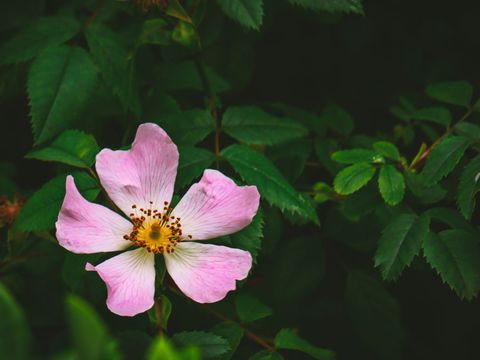 Wild dog rose blooming against dark green foliage delicate pink five-petal blossom