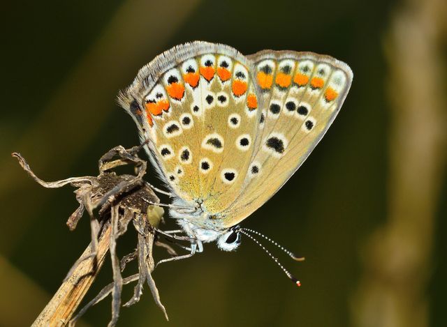 Close-up of Colorful Butterly Perched on Dry Branch - Download Free Stock Photos Pikwizard.com