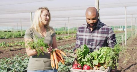 Harvesting fresh vegetables together in hoop house holding carrots and basket of greens