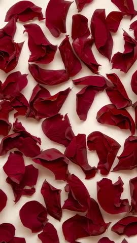 Vertical slow pan and gentle zoom over deep red rose petals flatlay for romantic footage