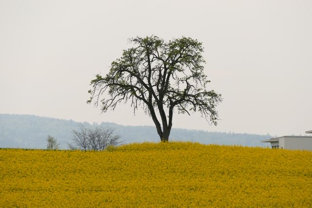 This serene depiction of a solitary tree in the middle of a field of vibrant yellow flowers can be used for nature calendars, posters promoting tranquility in rural areas, or articles about agriculture and springtime. It conveys a peaceful and calm atmosphere, perfect for creating a sense of serenity in any environment.