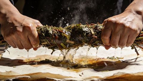 Hands squeezing fresh herbal bundle extracting golden resin oil for natural remedies