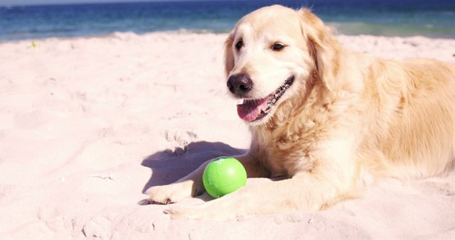 Perfect for promoting pet-friendly beach destinations, pet product advertisements, and outdoor activity campaigns. Capturing a relaxed and happy dog playing on the beach under the warm sun appeals to pet lovers and promotes beachside recreation.