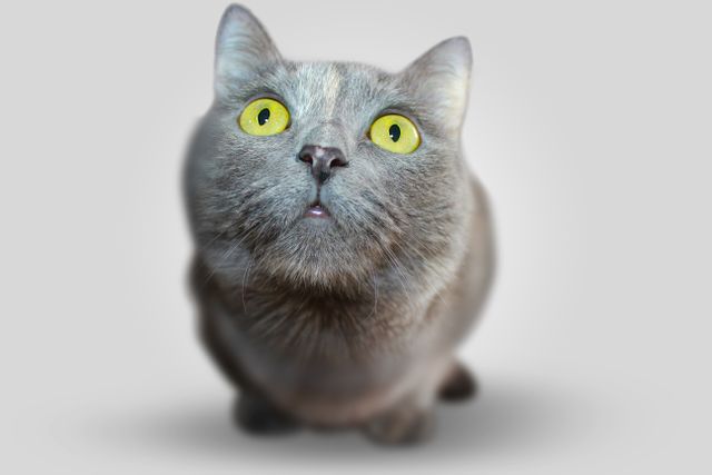 Grey Cat Staring with Wide Eyes Against Grey Background - Download Free Stock Photos Pikwizard.com
