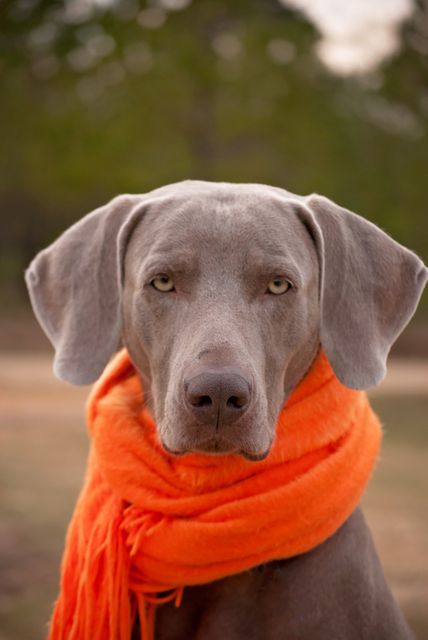 Weimaraner dog sporting large orange scarf, standing outdoors against natural park background. Great for pet clothing advertisements, promotional materials for pet accessories, and content related to dogs, fashion, or autumn season.