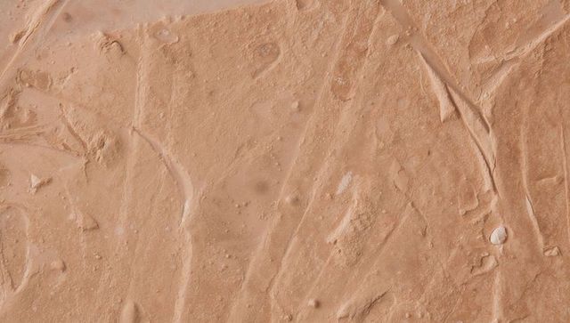 Beige cream texture macro with smear marks, ridges and granular paste details