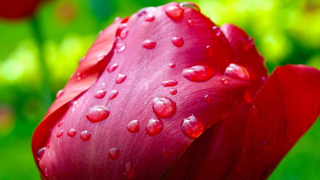 Macro Shot of Red Tulip with Dew Drops in Spring Garden - Download Free Stock Photos Pikwizard.com