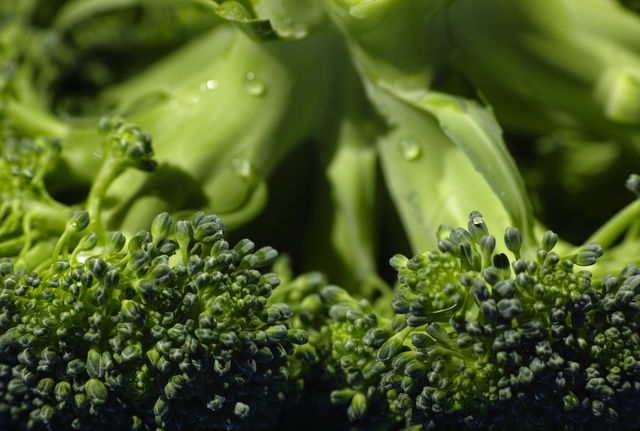 Broccoli bud closeup color image - Download Free Stock Photos Pikwizard.com