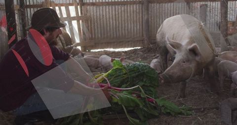 Farmer Feeding Pigs with Fresh Leafy Greens in Rustic Barn