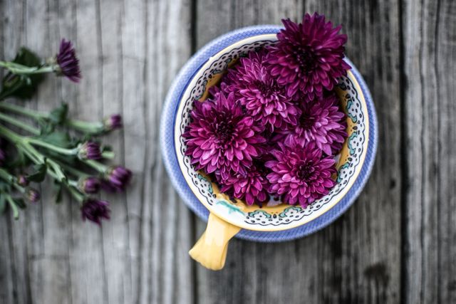 This image of vibrant purple chrysanthemums arranged in a ceramic cup placed on a rustic wooden surface is perfect for nature-themed projects, floral arrangement inspirations, or rustic decor ideas. Ideal for use in blogs, social media posts, magazine articles, or website banners focusing on floral aesthetics and nature's beauty.