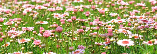Pink and white daisies blooming abundantly in a green field. Ideal for prints, wallpapers, background for digital content, seasonal banners, spring promotions, gardening websites, and nature-themed projects.