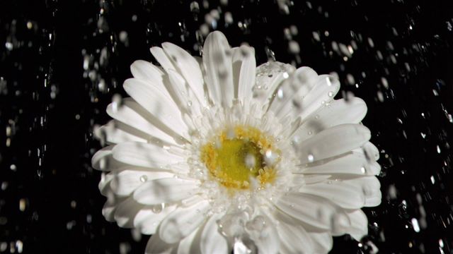 This stock image captures a delicate gerbera daisy centered with water droplets falling onto its white petals against a striking black backdrop. The macro detail combined with the slow motion effect showcases the freshness and dynamic action of the water droplets. Perfect for use in website designs, garden-themed publications, floral catalogs, or fresh-themed advertising, providing an impact of purity and nature's beauty.