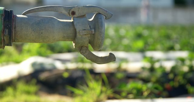 Close-up view of an irrigation nozzle used in a green farmland. This image is perfect for agricultural content, highlighting modern farming techniques, and water usage in crop cultivation. Ideal for articles, blogs, and educational materials related to sustainable agriculture, irrigation technology, and environmental conservation.