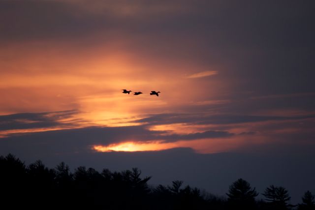 Birds are flying in silhouette against a vibrant orange sunset sky with dark clouds. Tree silhouettes form a horizontal line and add depth to the scene. This image conveys a sense of calmness and is suitable for projects related to nature, wildlife, tranquility, and the beauty of evening.