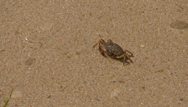 Small sand crab scuttling across wet beach sand with glinting granular texture