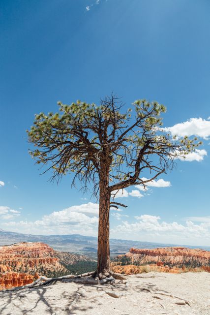 Lone tree standing on edge of Bryce Canyon National Park under clear blue sky. Showcasing natural beauty of park with rugged terrain and expansive views. Ideal for use in travel brochures, nature-themed blogs, educational materials on U.S. national parks, or inspirational prints.