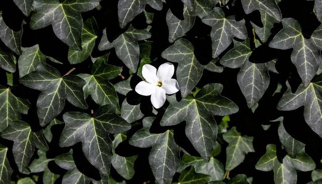 Single white blossom resting on dark ivy with sunlit veins high contrast macro
