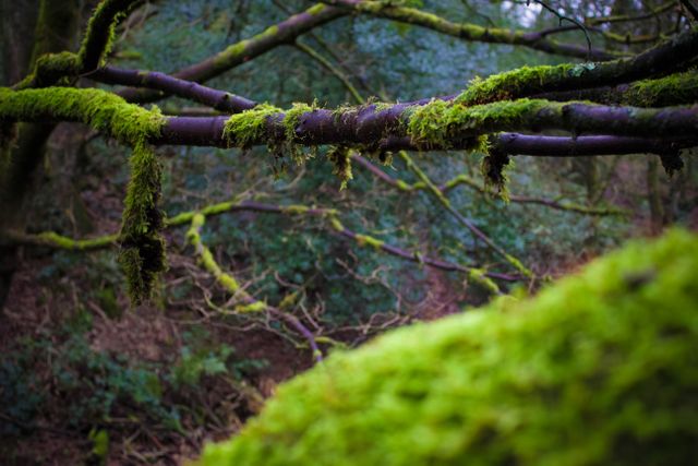 Image featuring a close-up view of moss-covered tree branches in a dense woodland area. Ideal for use in nature blogs, environmental websites, ecology presentations, or as a calming background in natural-themed designs.
