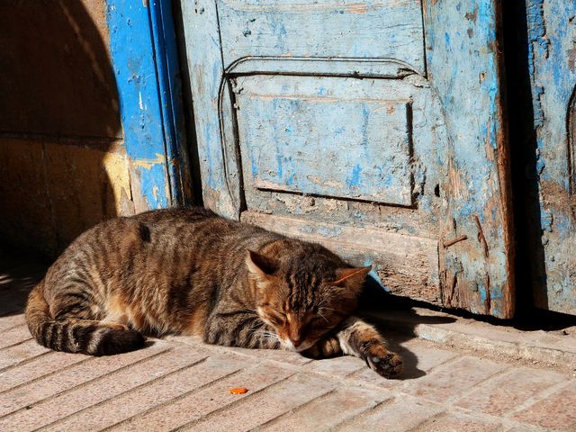 Stray Cat Sleeping by Weathered Blue Door on Sunny Day - Download Free Stock Photos Pikwizard.com