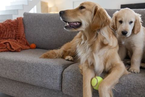 Golden retriever and puppy relaxing on gray sofa with tennis ball