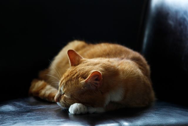Orange tabby cat is sleeping peacefully on black leather chair. It is ideal for pet care, fostering a peaceful home environment, and relaxation-related content. It can be used in blogs, social media posts, and printed materials promoting feline care or home decor.