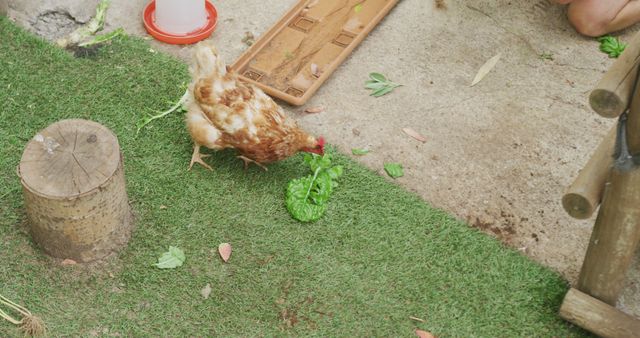 Hen eating leaf of lettuce on farm. homesteading, healthy lifestyle on organic farm in the countryside.