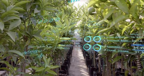 Greenhouse citrus saplings with augmented reality analytics display for smart farming
