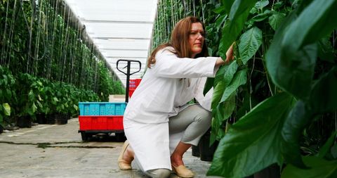 Female Scientist Examining Plants in Greenhouse Tunnel