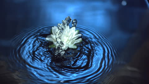 White Lily Gently Floating Over Calm Blue Waters