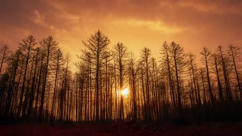 Cinematic sunset timelapse over charred forest silhouette with amber sky and sinking sun