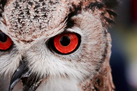 Close-up of ominous and majestic owl eyes