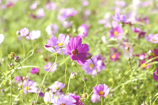 Vibrant Purple Flowers Blooming in Lush Green Field - Download Free Stock Photos Pikwizard.com
