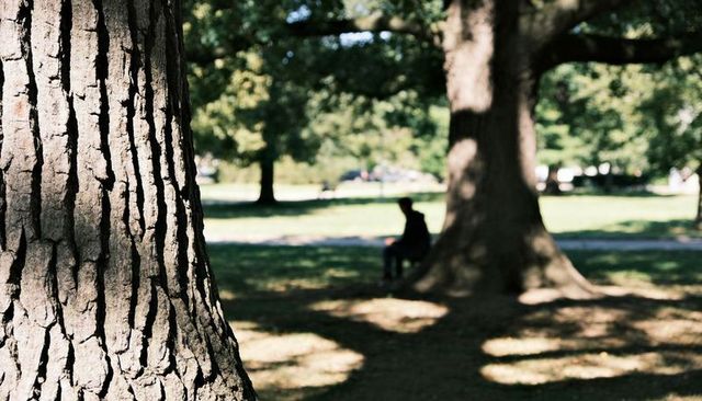 Sunlit oak trunk foreground with blurred park bench and lone silhouette in shade