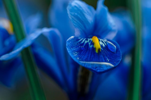 Close-up view of a blue iris flower with visible dew drops. Ideal for nature lovers, botanists, and floral enthusiasts. Perfect for use in gardening blogs, floral arrangements, botanical studies, and decorative prints.
