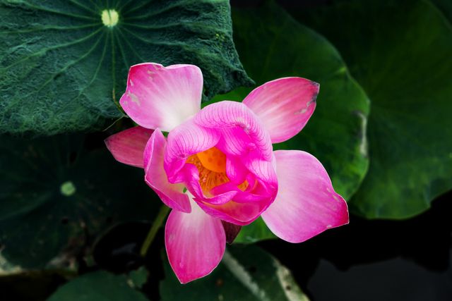 Vibrant pink lotus flower blooming with lush dark green leaves in background. Used for promoting tranquility, botanical studies, aquatic landscaping, garden decorations. Ideal for nature-themed designs, wellness industry, yoga studios, inspiring wallpapers