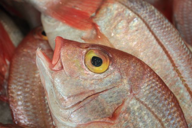 Close-up of freshly caught red snapper fish with vibrant eyes and scales. Ideal for use in seafood market advertisements, cooking blogs, recipe websites, or educational materials about marine life.