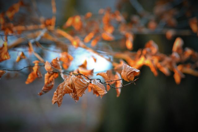 Closeup of Dried Autumn Leaves on a Branch - Download Free Stock Photos Pikwizard.com
